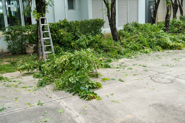 The Steps Involved in Our Tree Care Process in Kinsey, AL